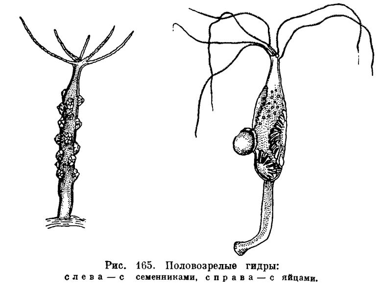 Kraken сайт даркнет